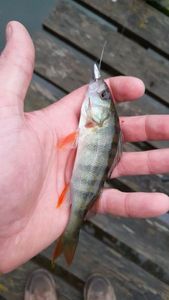 European Perch