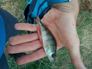 European Perch