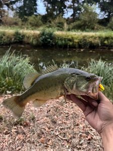 Largemouth Bass
