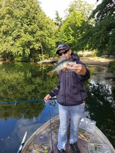 European Perch