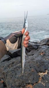 Garfish