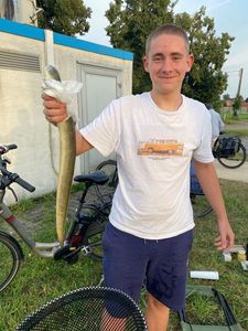 European Eel (Common Eel)