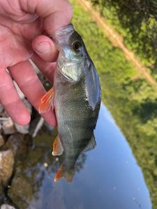 European Perch