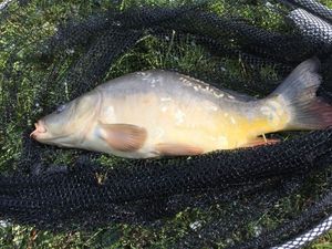 Mirror Carp