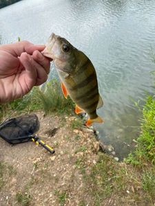 European Perch