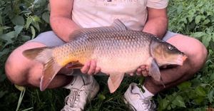 Common Carp