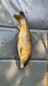 Common Carp