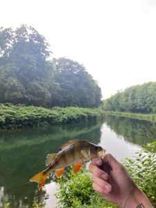 European Perch