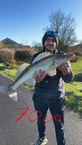 Zander