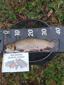 Brook Trout