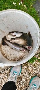 Rainbow Trout