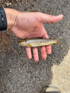 Brown Trout
