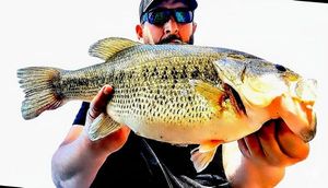 Largemouth Bass