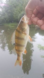 European Perch