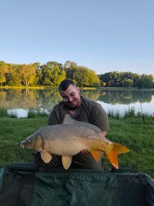 Mirror Carp