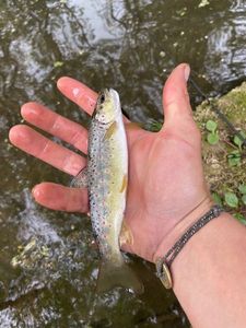 Brown Trout