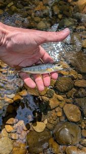 Brown Trout