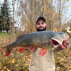 European Perch