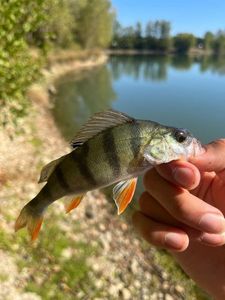 European Perch