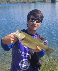 Largemouth Bass