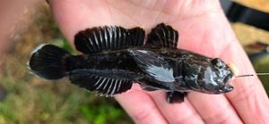 Round Goby