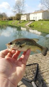 Smallmouth Bass — sugavo Alexis Boitel