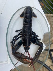 European Lobster