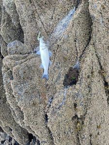 European Bass (Seabass)