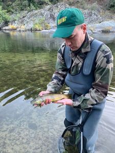 Brown Trout