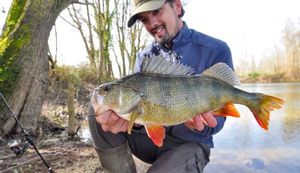European Perch