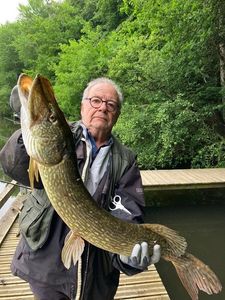 Northern Pike