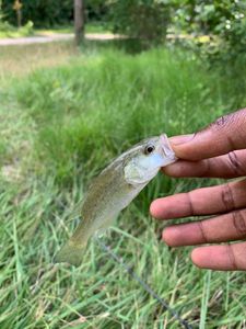 Largemouth Bass