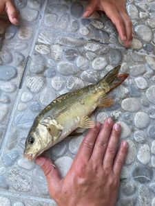 Common Carp