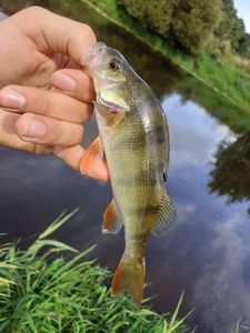 European Perch