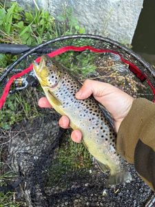 Brown Trout