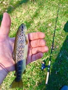 Brown Trout