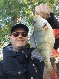 European Perch