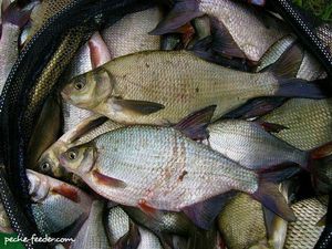 Common Bream
