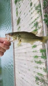 Largemouth Bass