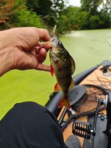 European Perch