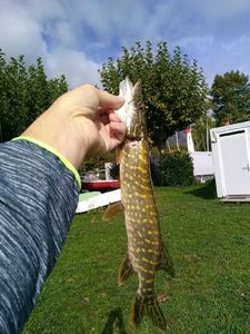 Northern Pike