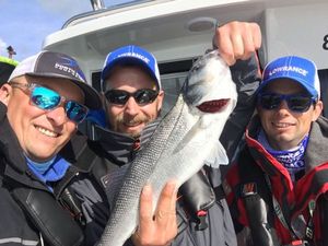 European Bass (Seabass)