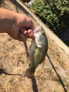 Largemouth Bass
