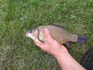 Common Carp