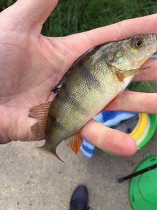 European Perch