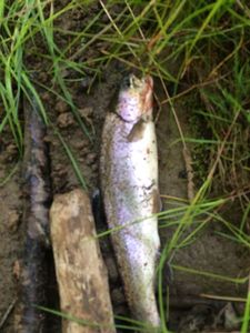 Rainbow Trout