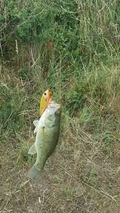 Largemouth Bass