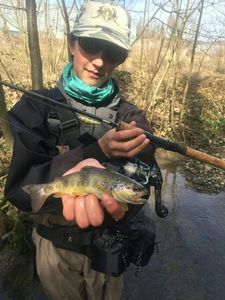 Brown Trout