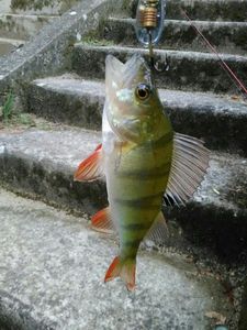 European Perch