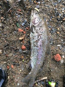 Rainbow Trout